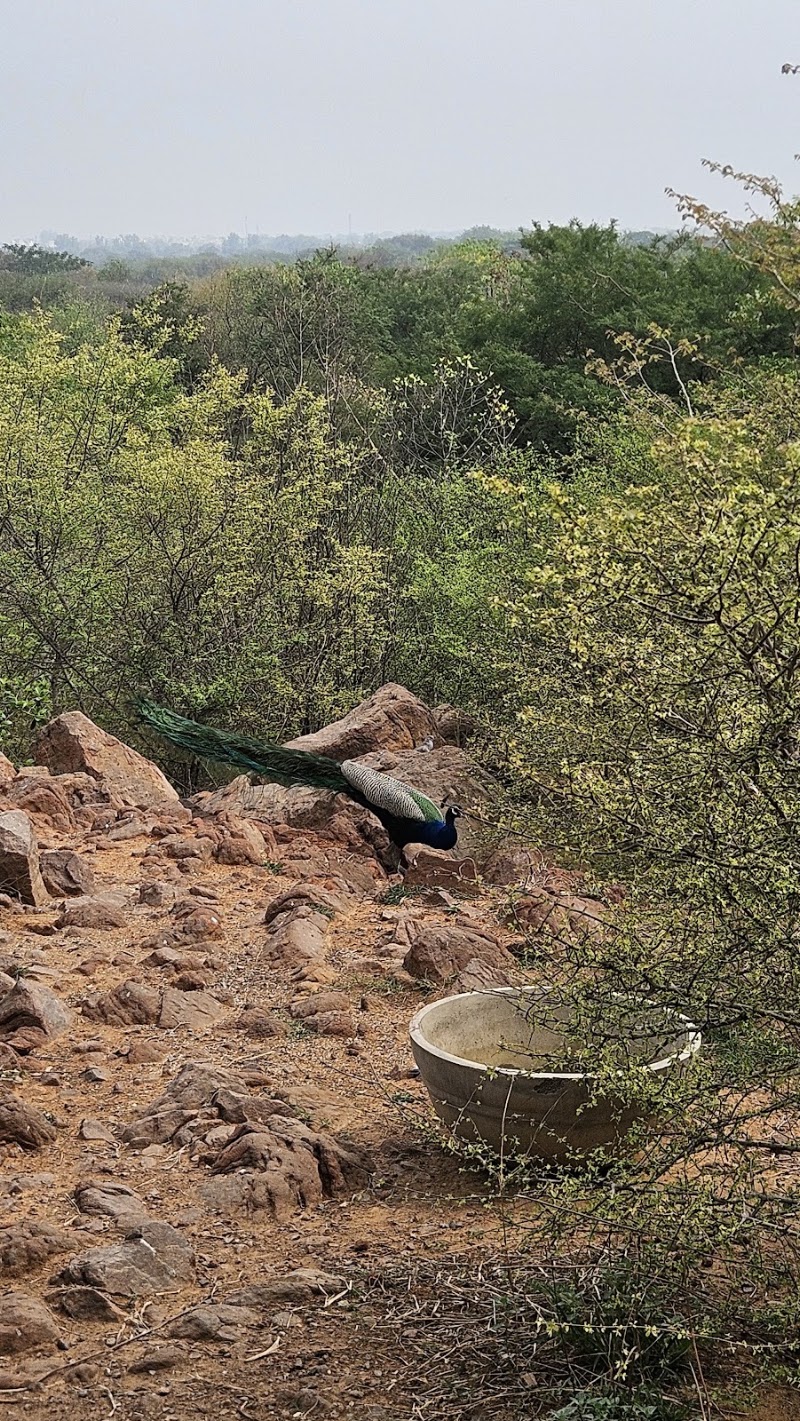 Aravali Biodiversity Park - Aravali Biodiversity Park F4J6+PJ4, Acharya Shree Tulsi Marg, DLF Phase 3, Sector 24, Gurugram, Haryana 122002, India
