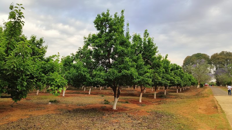 Pear Orchard