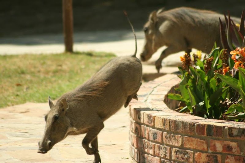 Sabela Safaris and private Game Reserve - Sabela Safaris and private Game Reserve, R400 Riebeeck East, Riebeek East, 5805, South Africa