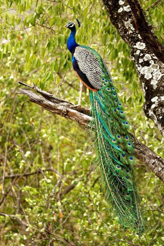 Chinnar Wildlife Sanctuary - Chinnar Wildlife Sanctuary 8644+PC6, Munnar - Udumalpet Rd, Munnar, Kerala 685612, India