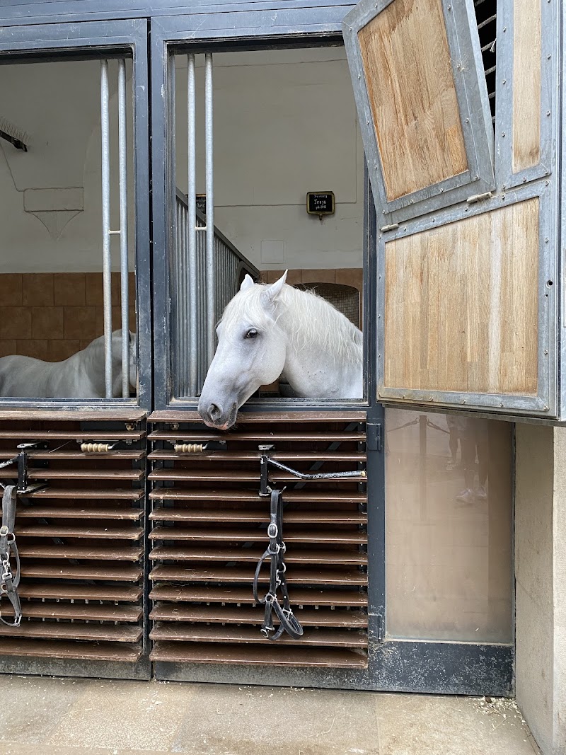 Spanish Riding School - Spanish Riding School, Michaelerplatz 1, 1010 Wien, Austria