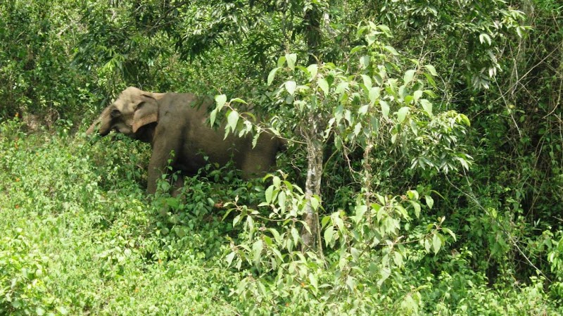 Wayanad Wildlife Santuray - Wayanad Wildlife Santuray W23F+GRQ, Thirunelly Rd, Kerala 670646, India