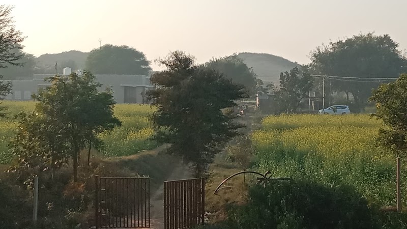 Sariska Nature Estate - Sariska Nature Estate, Kalakhora village, Thanagazi, Bhoodiyawas, Rajasthan 301022, India