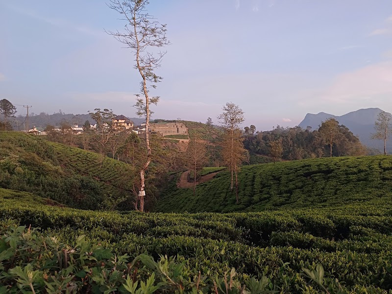 Pedro Tea Plantation - Pedro Tea Plantation WQVP+9H, Nuwara Eliya, Sri Lanka