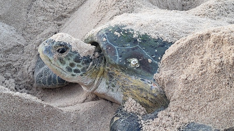Ras Al Jinz Turtle Reserve - Ras Al Jinz Turtle Reserve, Ras al Jinz، صور، Oman