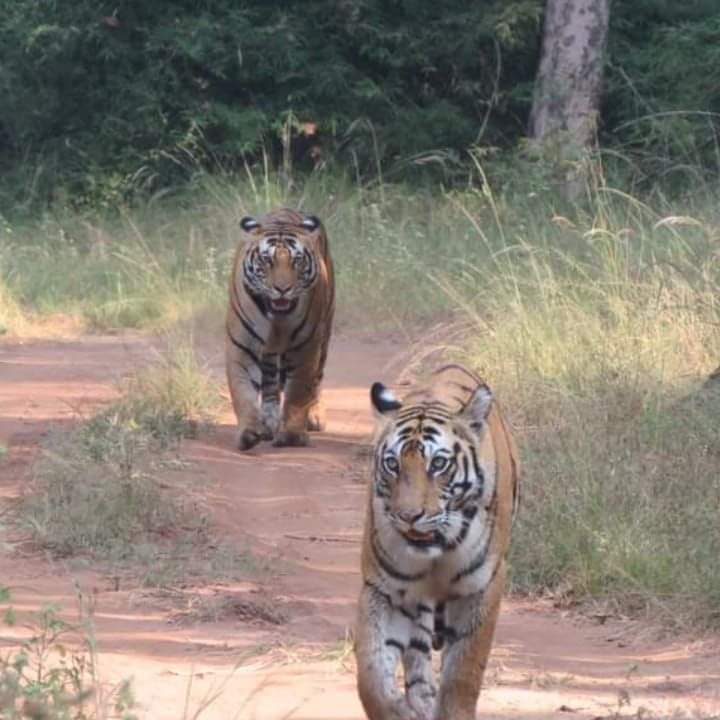 Sanjay National Park - Sanjay National Park, Belgaon, Madhya Pradesh 486669, India