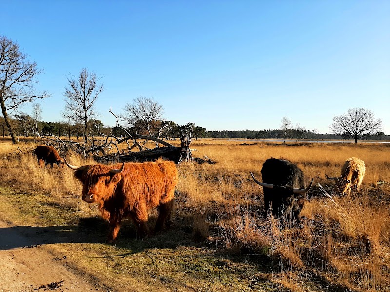 Somerense Heide - Somerense Heide, 5711 RJ Someren, Netherlands