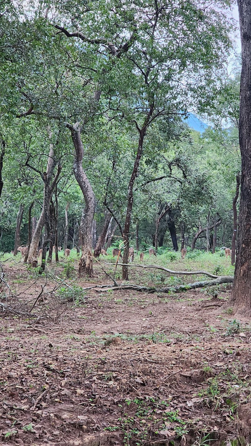Marayoor Sandalwood Forest