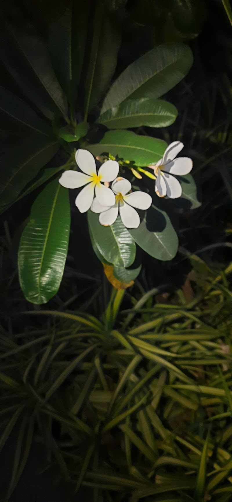 Babadham Bal Udyan - Babadham Bal Udyan, V9WC+33, Raigarh, Chhattisgarh 496001, India