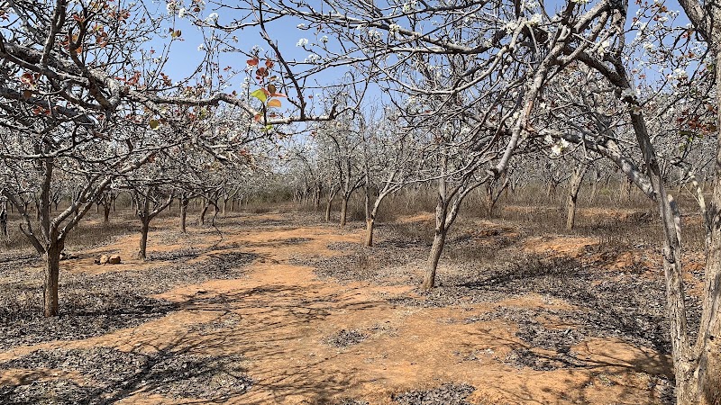 Naspati garden - Naspati garden F7W6+WW5, near upperr ghagri, Netarhat, Jharkhand 835218, India