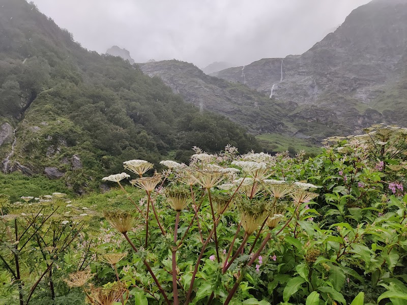 Valley of Flowers National Park - Valley of Flowers National Park Uttarakhand 246443, India
