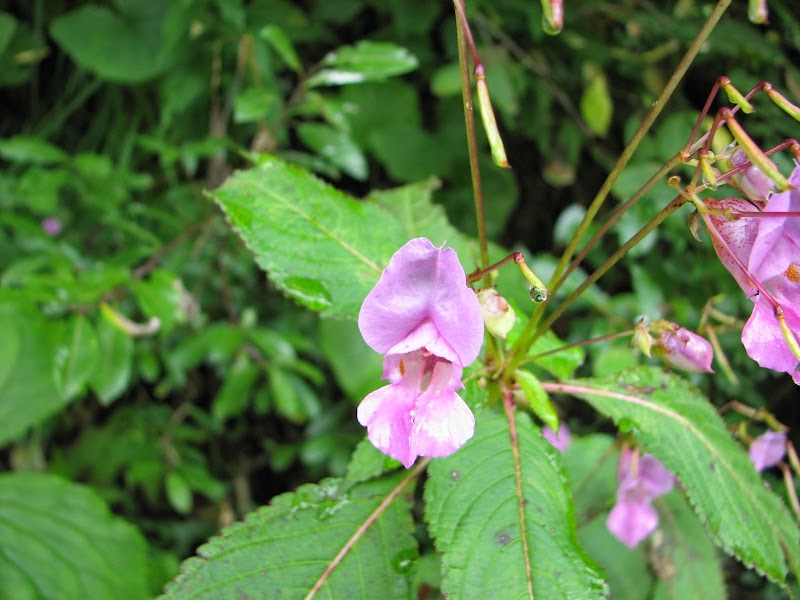 Valley of Flowers, The Paradise on Earth - Valley of Flowers, The Paradise on Earth PH4W+F96, Ghangaria - Valley of Flowers Trek Rte, Ghangaria, Uttarakhand 246443, India