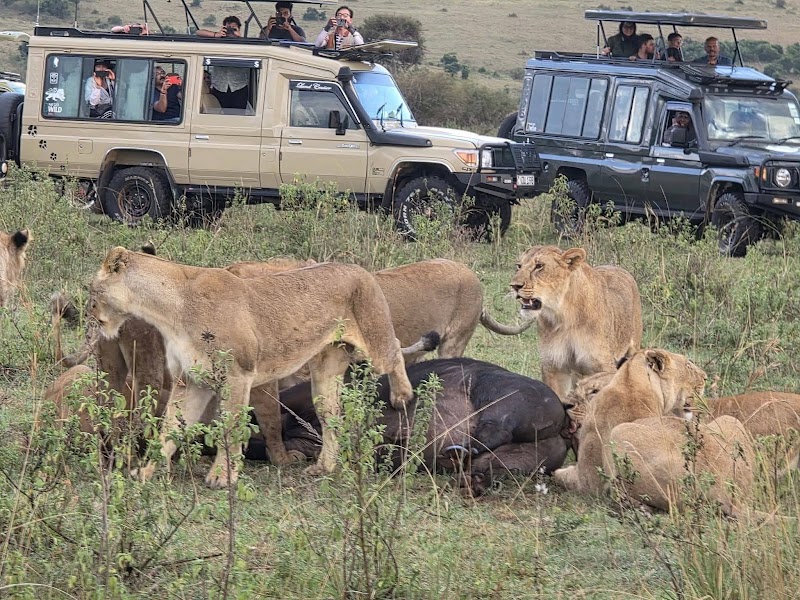 Masai Mara National Reserve Kenya - Masai Mara National Reserve Kenya, Narok, Kenya