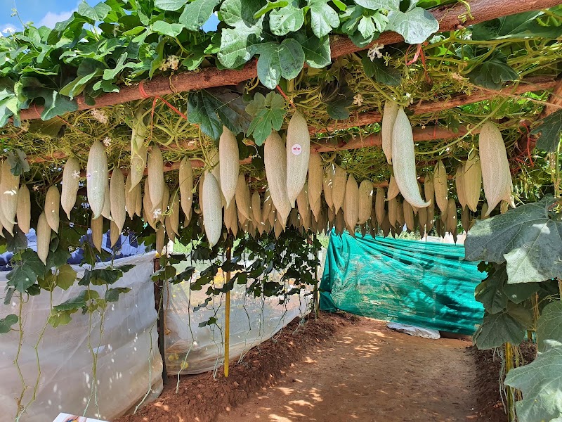 Fairly Dense Mixed Jungle - Fairly Dense Mixed Jungle 558, 22nd A Cross Rd, Vignana Kendra, Bengaluru, Karnataka 560065, India