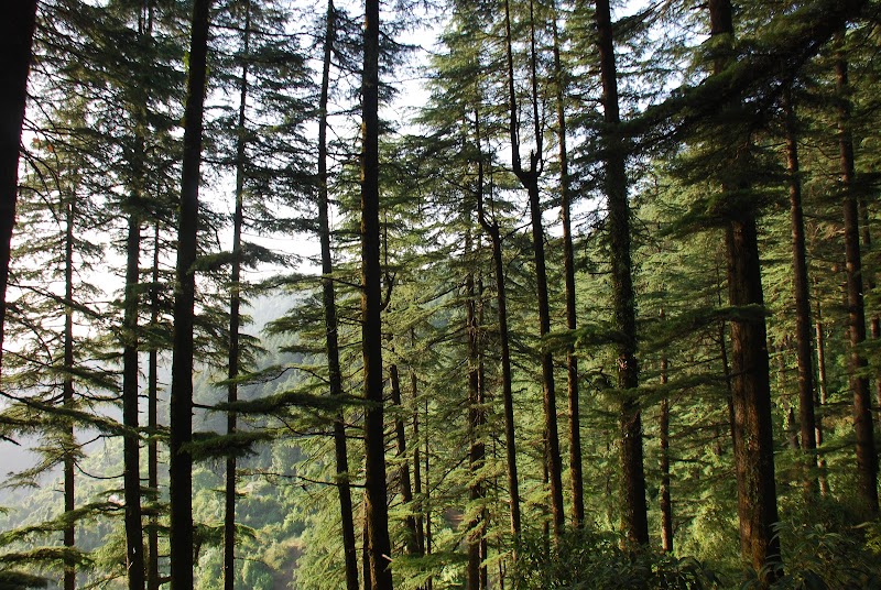 Kaudia Forest