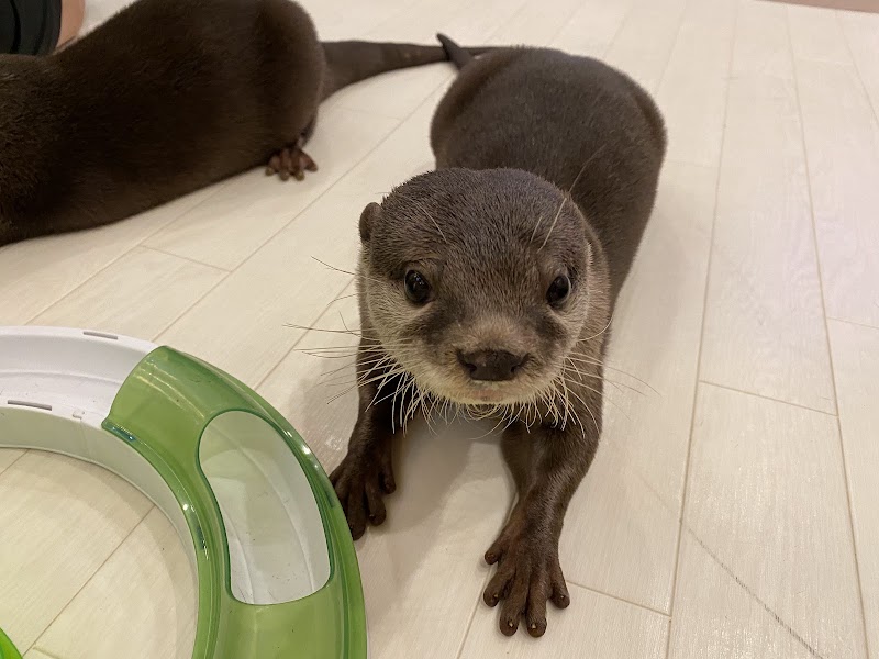 Loutre otter cafe