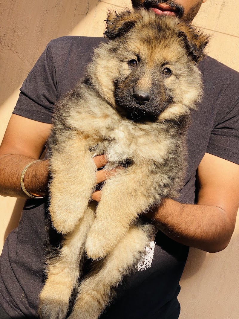 MC DOG FARMS - MC DOG FARMS, Kailash nagar kumhari Street no. 1, Kumhari, Chhattisgarh 490042, India