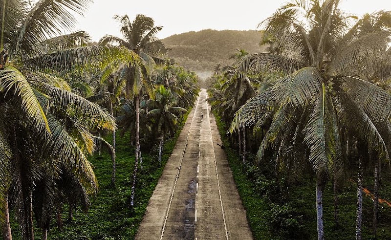 Coconut Road - Coconut Road, R383+RWW, Siargao Circumferential Rd, Pilar, Surigao del Norte, Philippines