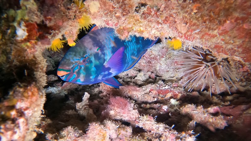 八重山Diving Service Field - 八重山Diving Service Field 1-chōme-14番地 Yashimachō, Ishigaki, Okinawa 907-0011, Japan