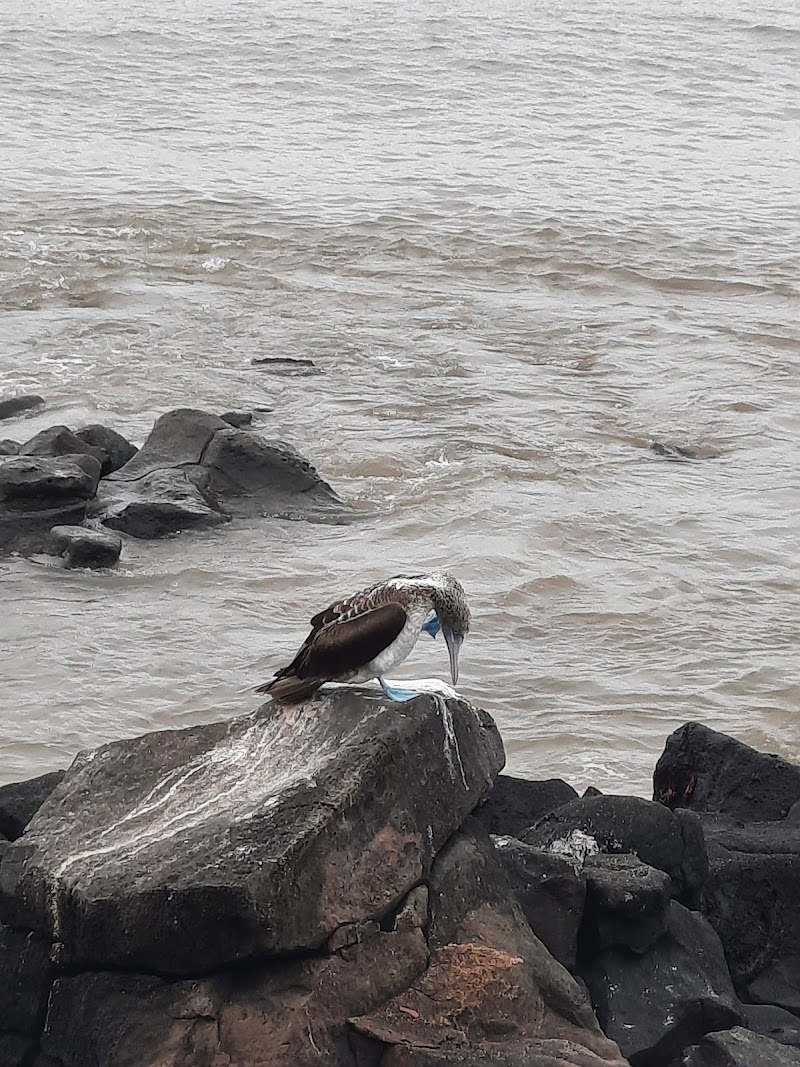 Playa de los Marinos - Playa de los Marinos, 39WP+XM4, Av. de la Armada Nacional, Puerto Baquerizo Moreno, Ecuador