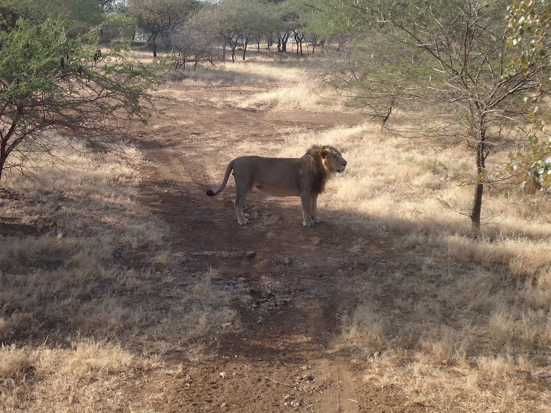 Gir Interpretation Zone (Devaliya Park) - Gir Interpretation Zone (Devaliya Park), Safari Rd, Sandhbeda, Gujarat 362260, India