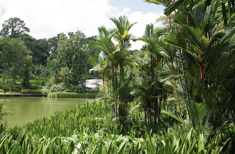 Singapore Botanic Gardens - Singapore Botanic Gardens 1 Cluny Rd, Singapore 259569