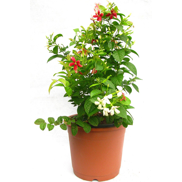 Pramukh Nursery - Pramukh Nursery, Nilkanth Farm House, Ring Road, near Yatri Niwas Hotel, Silvassa, Dadra and Nagar Haveli and Daman and Diu 396230, India