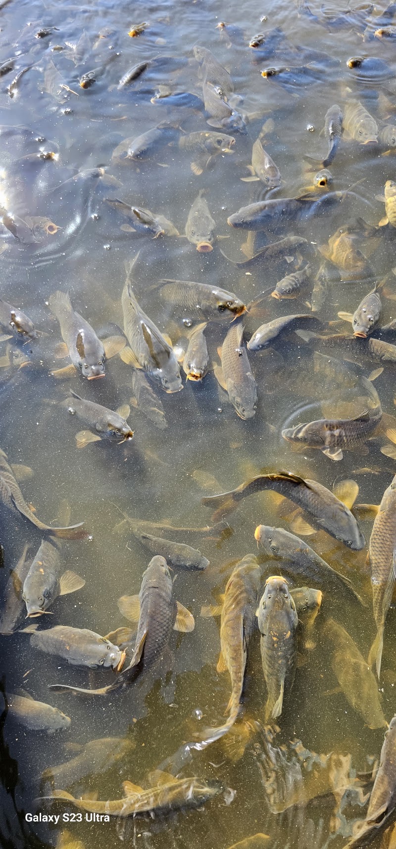Khajjiar Lake - Khajjiar Lake, Khajjiar, Himachal Pradesh 176314, India