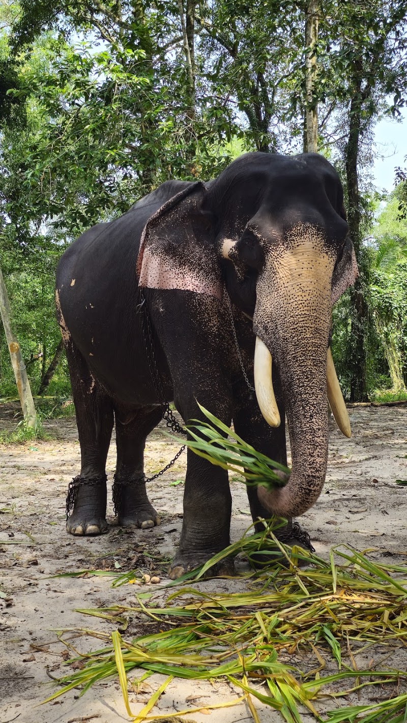Elephant safari Alleppey