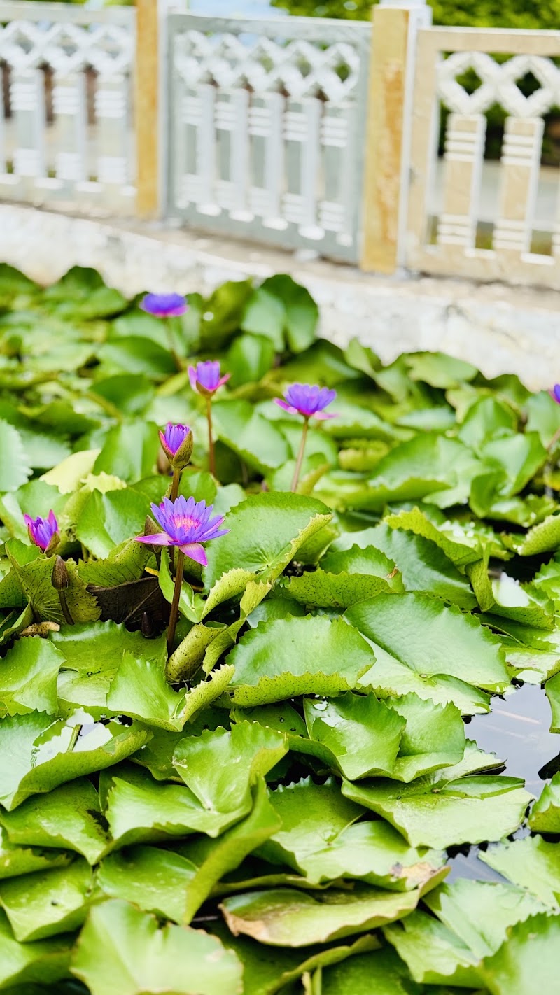Lotus pond