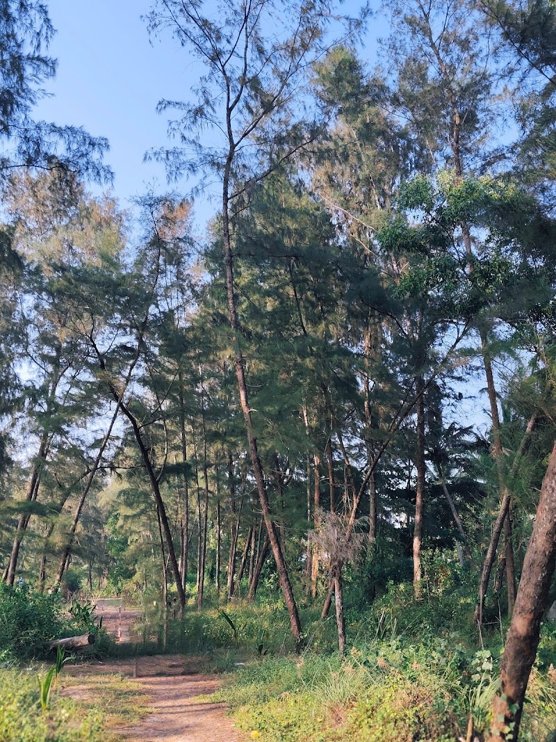Alleppey Pine Forest (Mini) - Alleppey Pine Forest (Mini) F8Q9+4MR, Kunnumpuram, Alappuzha, Keralam 688012, India