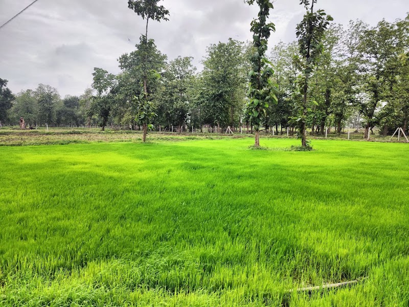 Uttam animal husbandry - Uttam animal husbandry, Dandesara, Chhattisgarh 491001, India