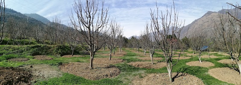 Sen apple Orchards - Sen apple Orchards, Ghrahar, Panarsa, Himachal Pradesh 175121, India