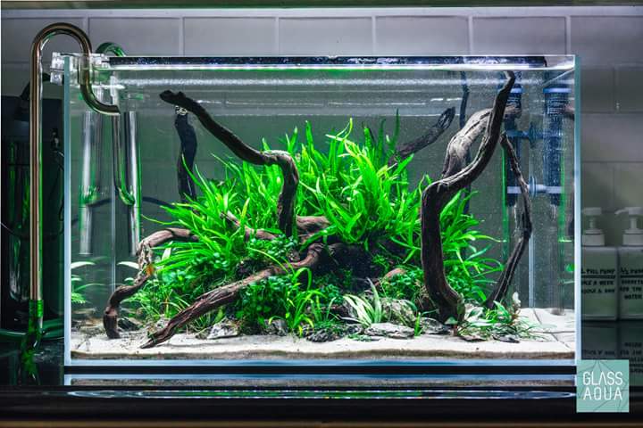 Blue Sea Aquariums - Blue Sea Aquariums Gandhi Chowk Khamtarai Market Shop No. 8, near Balaji Complex, behind shree h.p gass agency, Saptgiri Colony, Shrinagar, Raipur, Chhattisgarh 492008, India