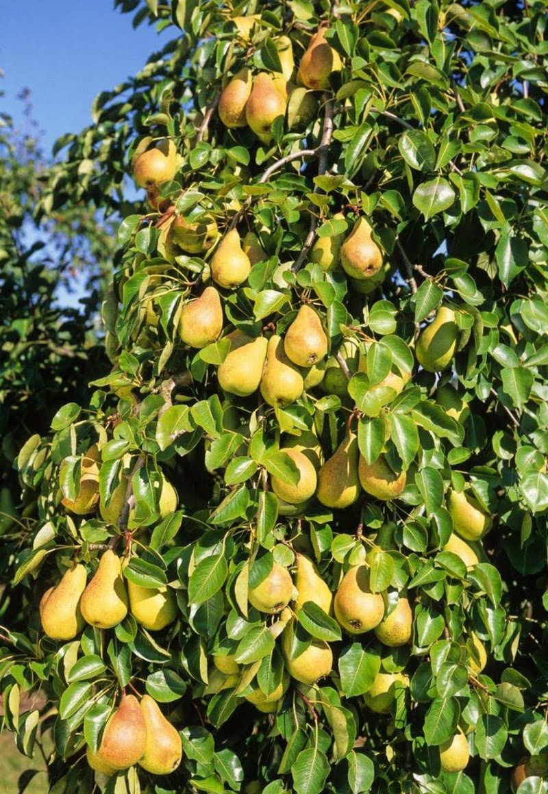 Naspati garden - Naspati garden F7W6+WW5, near upperr ghagri, Netarhat, Jharkhand 835218, India