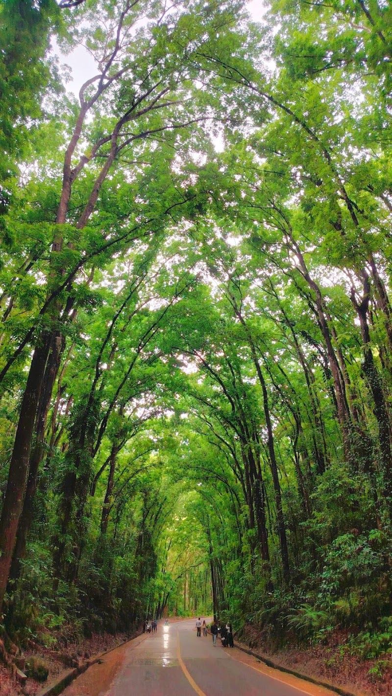 Bilar Man-Made Forest - Bilar Man-Made Forest, M37H+M9X, Loay Interior Road, Bilar, Bohol, Philippines