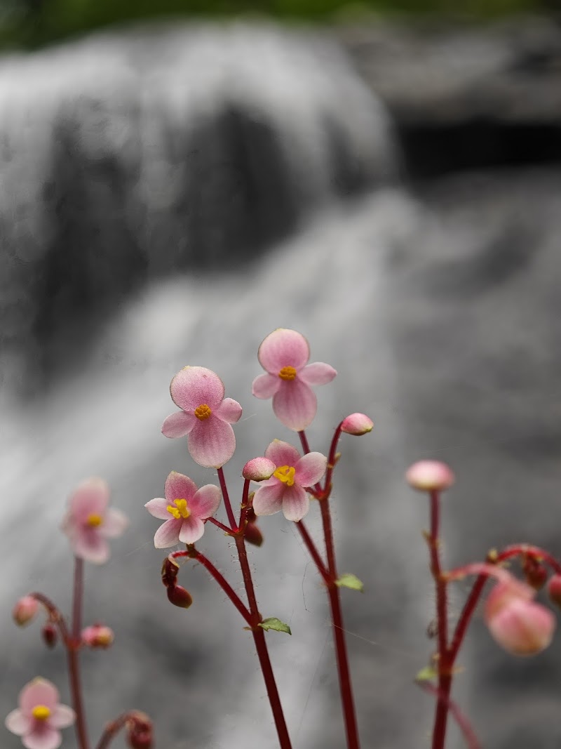 Bamanbudo Waterfall - Bamanbudo Waterfall 3565+2RC, MDR34, Gaundongren, Goa 403704, India
