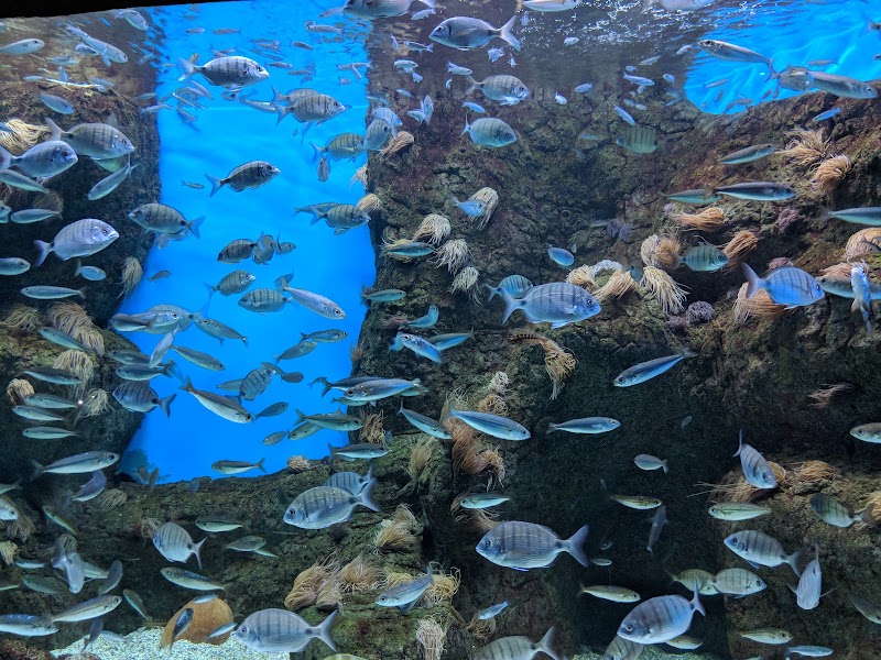 Sevilla Aquarium - Sevilla Aquarium Muelle de las Delicias, s/n, 41012 Sevilla, Spain