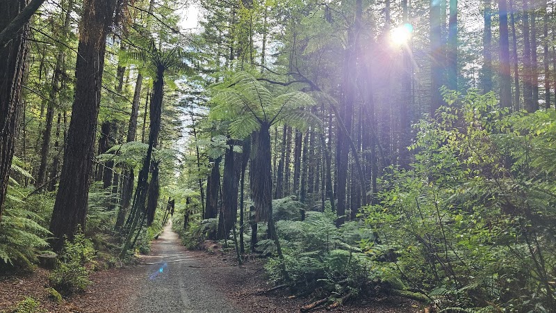 Redwoods – Whakarewarewa Forest - Redwoods – Whakarewarewa Forest Whakarewarewa, Rotorua 3074, New Zealand