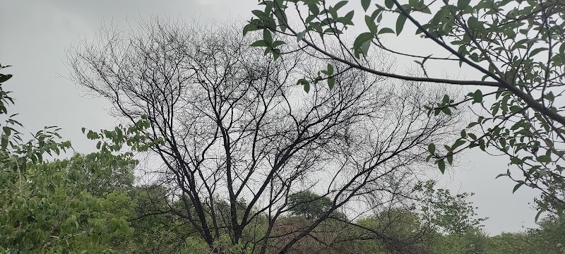 North Point Biodiversity Park Nathupur - North Point Biodiversity Park Nathupur Biodiversity Park, Nathupur, Sector 24, Gurugram, Haryana 122010, India