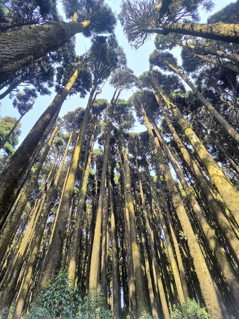 Pine forest - Pine forest 257X+45R, Sukhia Pokhri Road, Lepcha Jagat, Ghoom Pahar Forest, West Bengal 734221, India