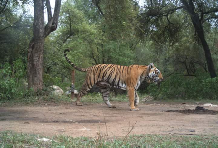 Sariska Tiger Reserve - Sariska Tiger Reserve Rajasthan, India