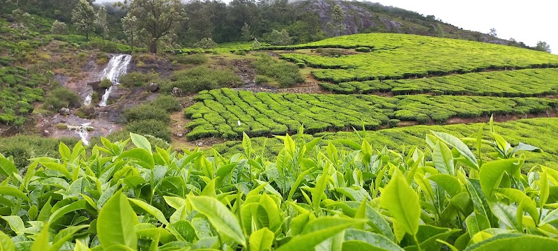 Munnar tea trekking adventure