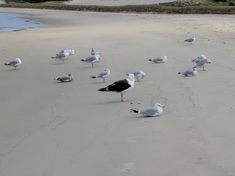 Crane Beach at Trustees of Reservations - Crane Beach at Trustees of Reservations Crane Beach, Ipswich, MA 01938, USA