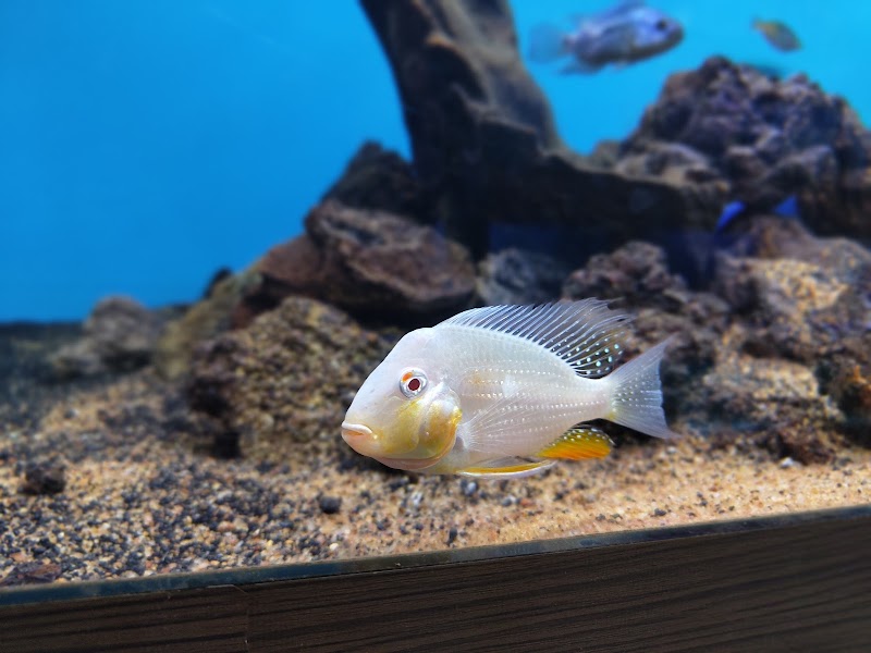 Fish Land - Fish Land, 184, Zonal Market, Sector 10, Bhilai, Chhattisgarh 490006, India