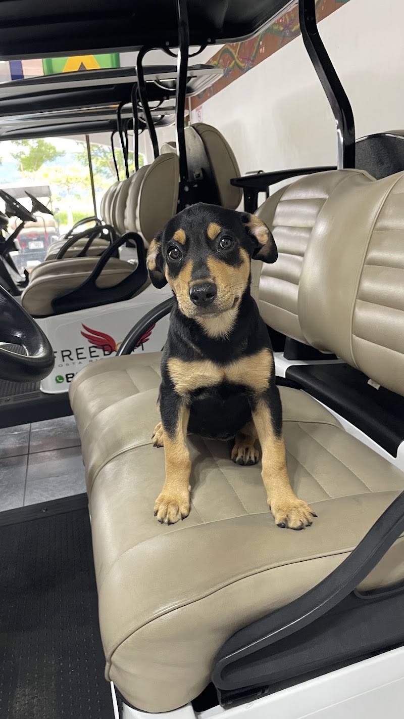 Golf Cart Rentals Freedom Costa Rica - Golf Cart Rentals Freedom Costa Rica, Calle Blvd. Jacó 24, Provincia de Puntarenas, Jacó, 61101, Costa Rica