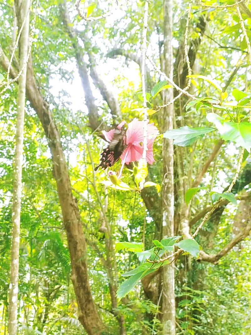 Kattikkulam - Kattikkulam, Kerala 670646, India