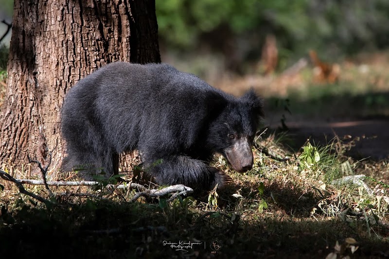 Yala Safari - Ceylon Wild - Yala Safari - Ceylon Wild, Yodhakandiya, Tissamaharama 82600, Sri Lanka