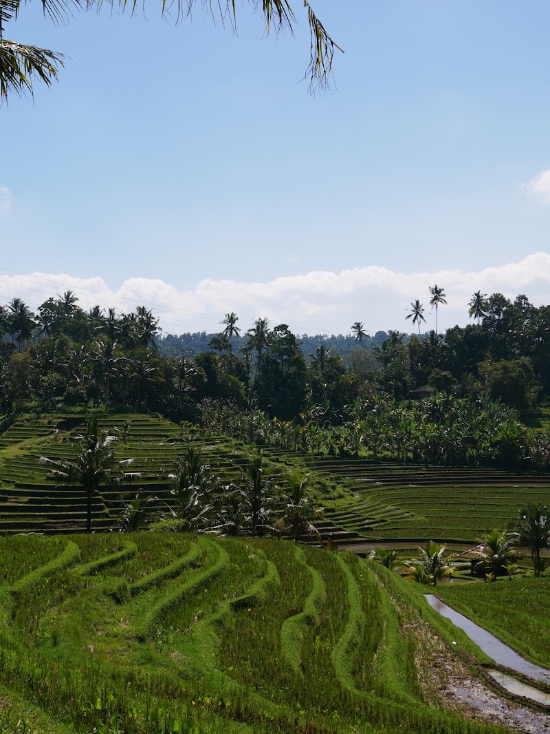 Ubud Sayan Private Driver & Tour - Ubud Sayan Private Driver & Tour, BD Jl. Sindu, Sayan, Kecamatan Ubud, Kabupaten Gianyar, Bali 80571, Indonesia