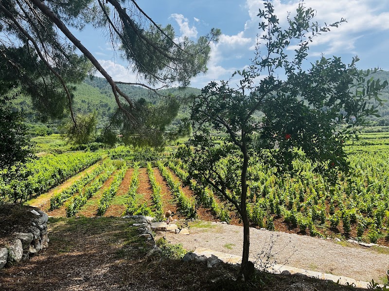 Jovanov Winery - Jovanov Winery, D118, 20271, Blato, Croatia